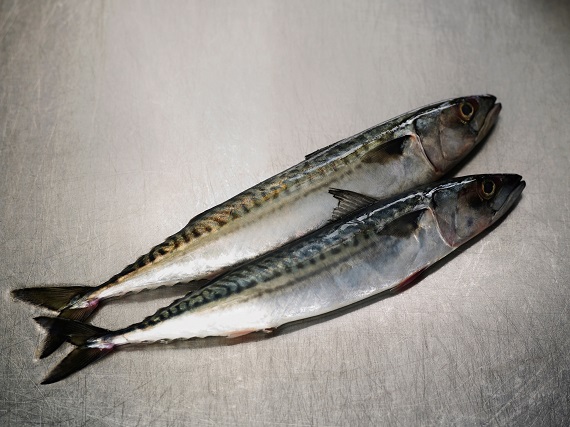 Two fresh Mackerel