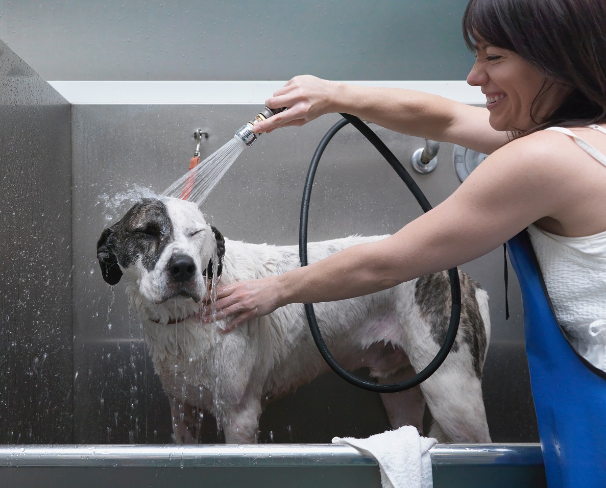 Woman bathing dog, laughing